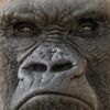 grouchygorilla